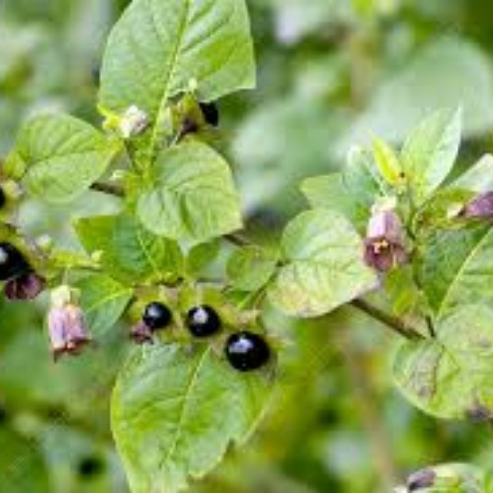 Meet your Posher, Hazel